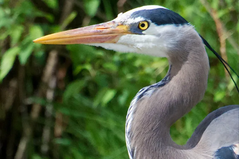 Rail Rover Event Image